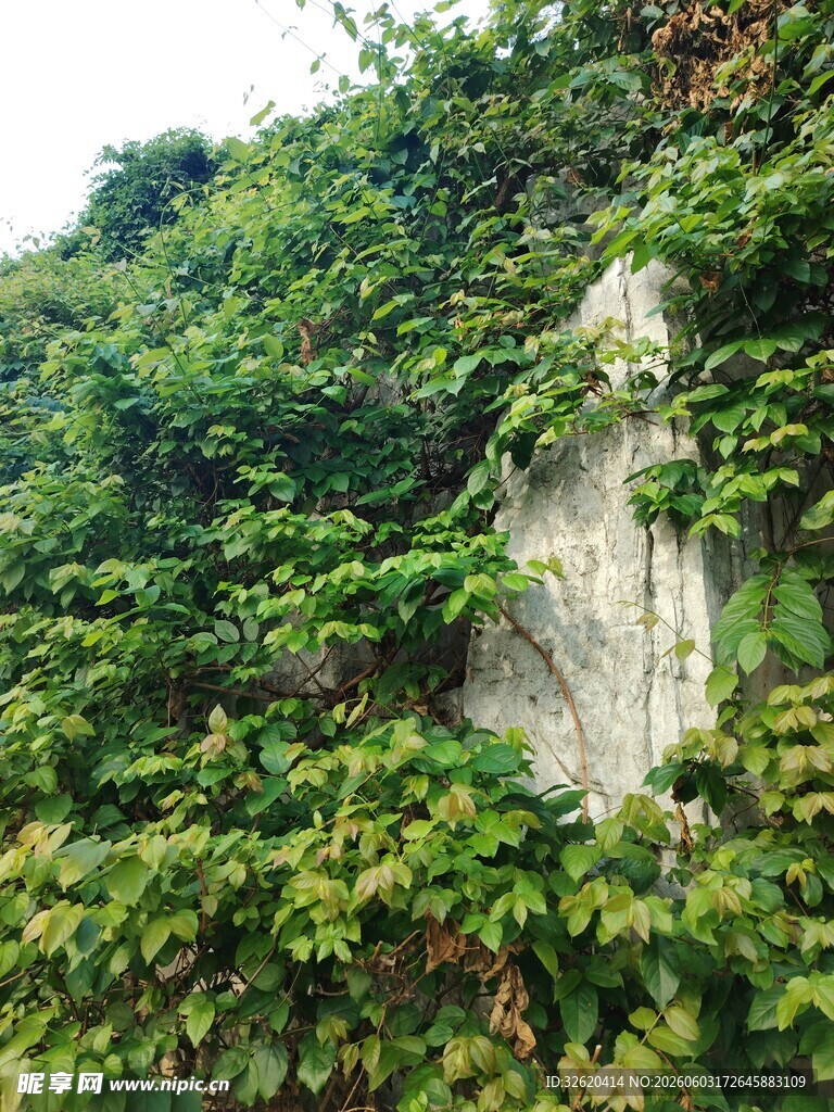 石上繁茂绿藤景观