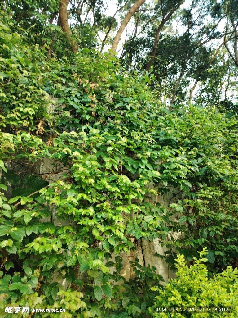 繁茂绿植景观
