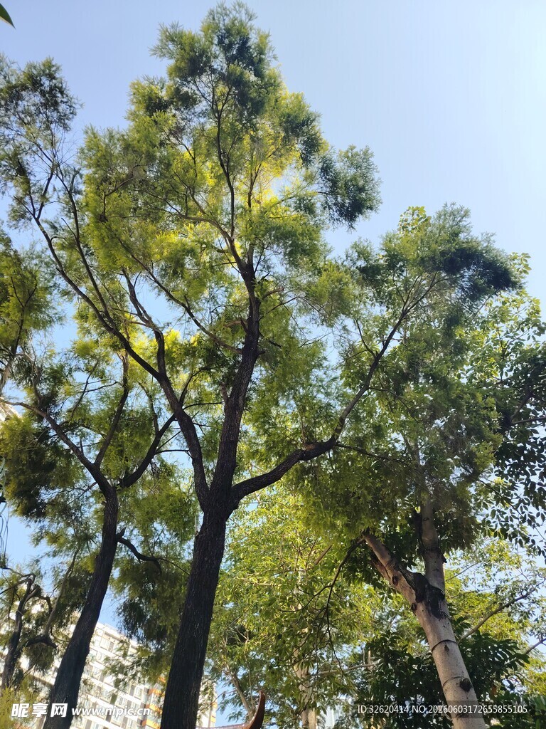 挺拔松树映蓝天