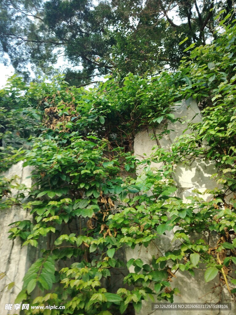 爬满绿植的石墙