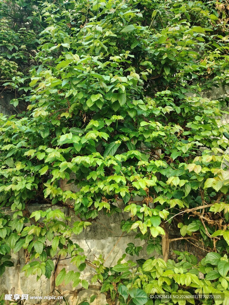 翠绿藤蔓覆盖古老石墙