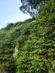 郁郁葱葱的山林景观