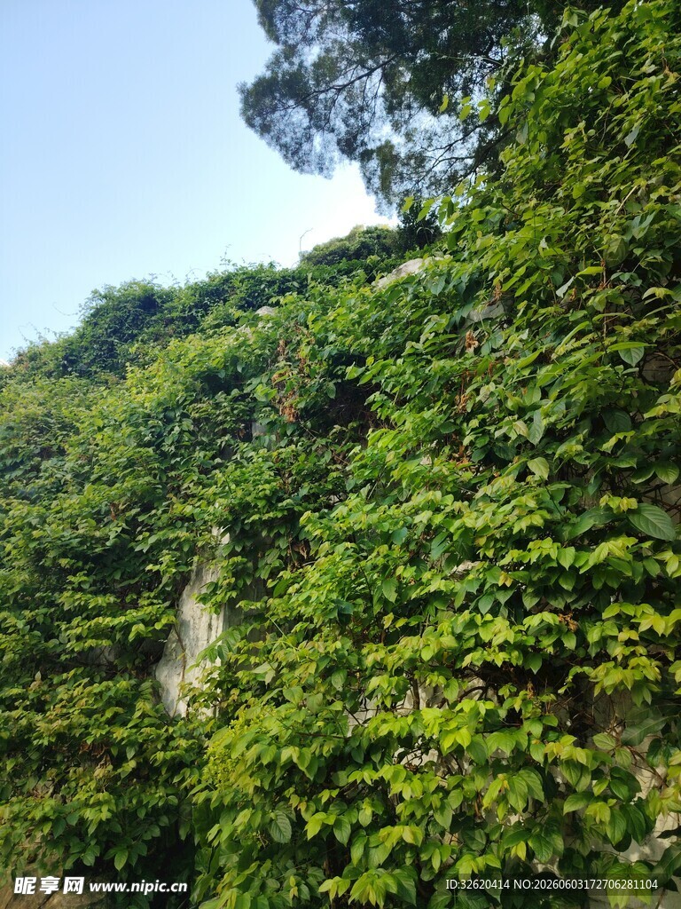 郁郁葱葱的山林景观