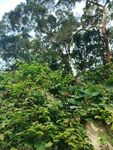 繁茂绿植覆盖的林间景象
