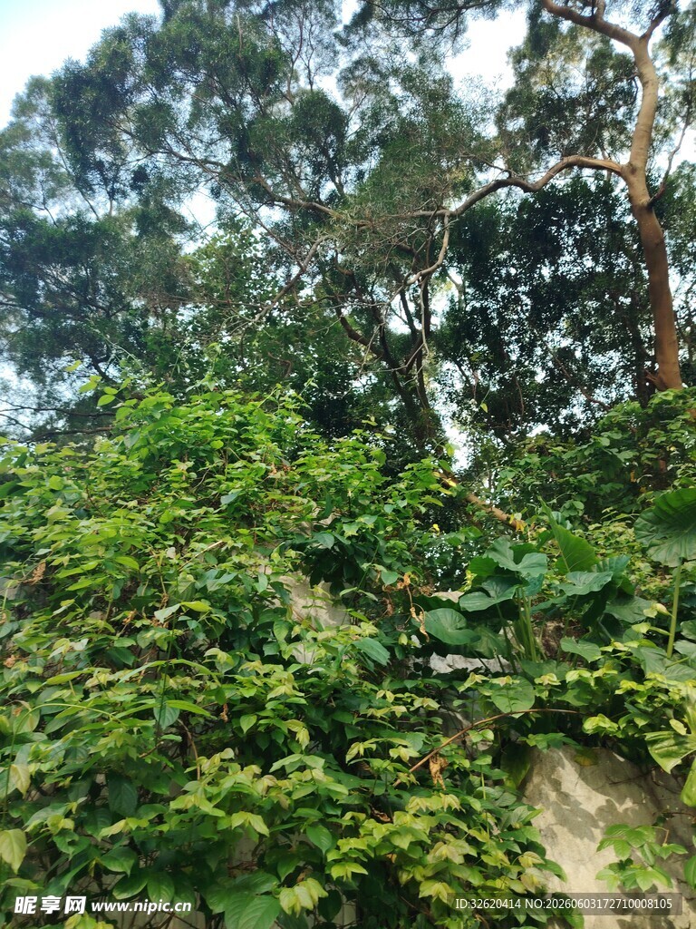 繁茂绿植覆盖的林间景象