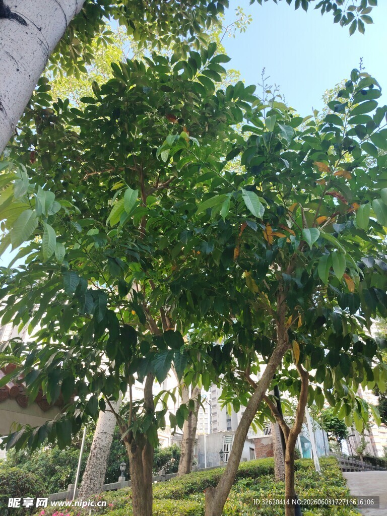 绿树成荫的静谧户外景致