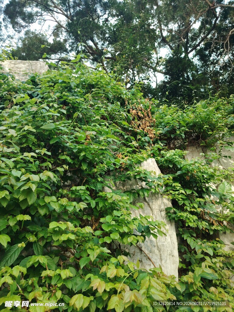 绿意盎然的岩石植物景观