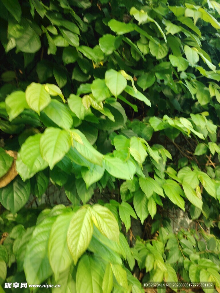 翠绿繁茂的植物叶片