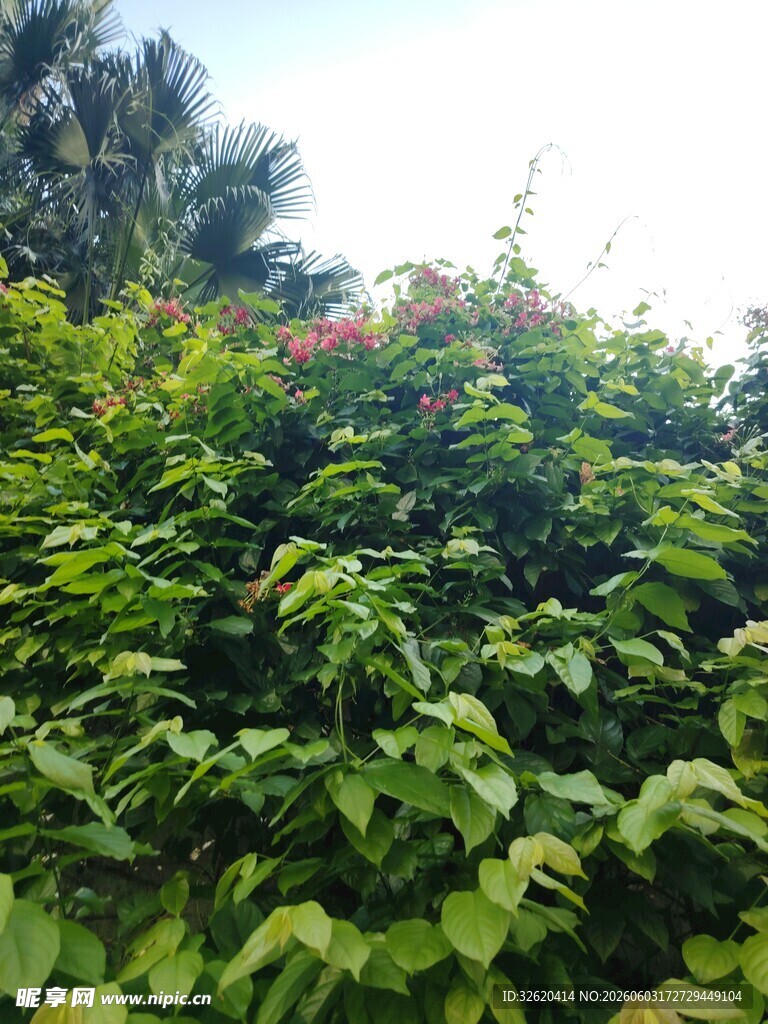繁茂绿叶植物景观