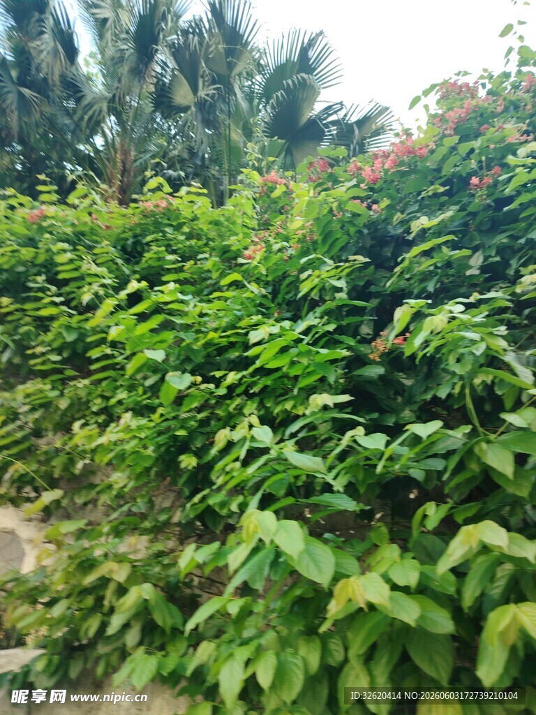 繁茂绿植景观