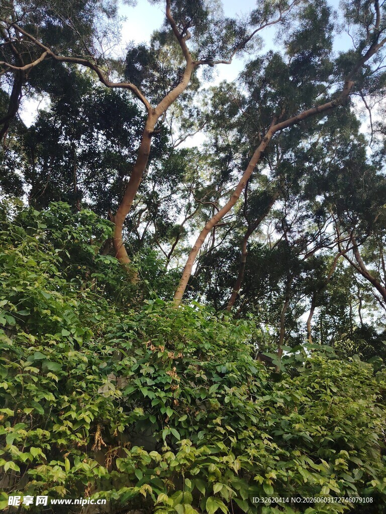 繁茂绿植间的高大树木
