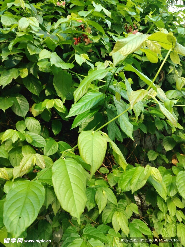 翠绿繁茂的植物叶片