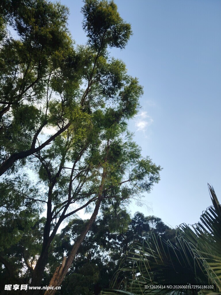 蓝天绿树风景图