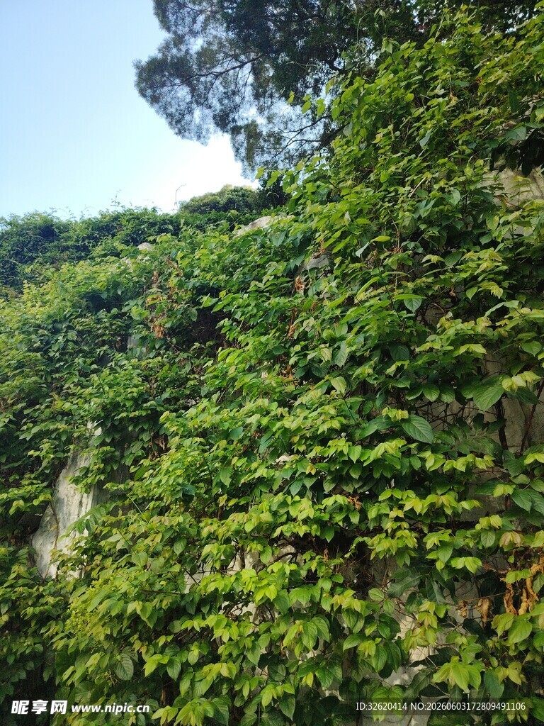 繁茂绿植