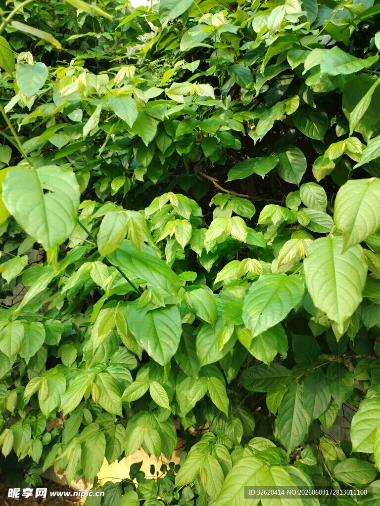翠绿繁茂的植物叶片