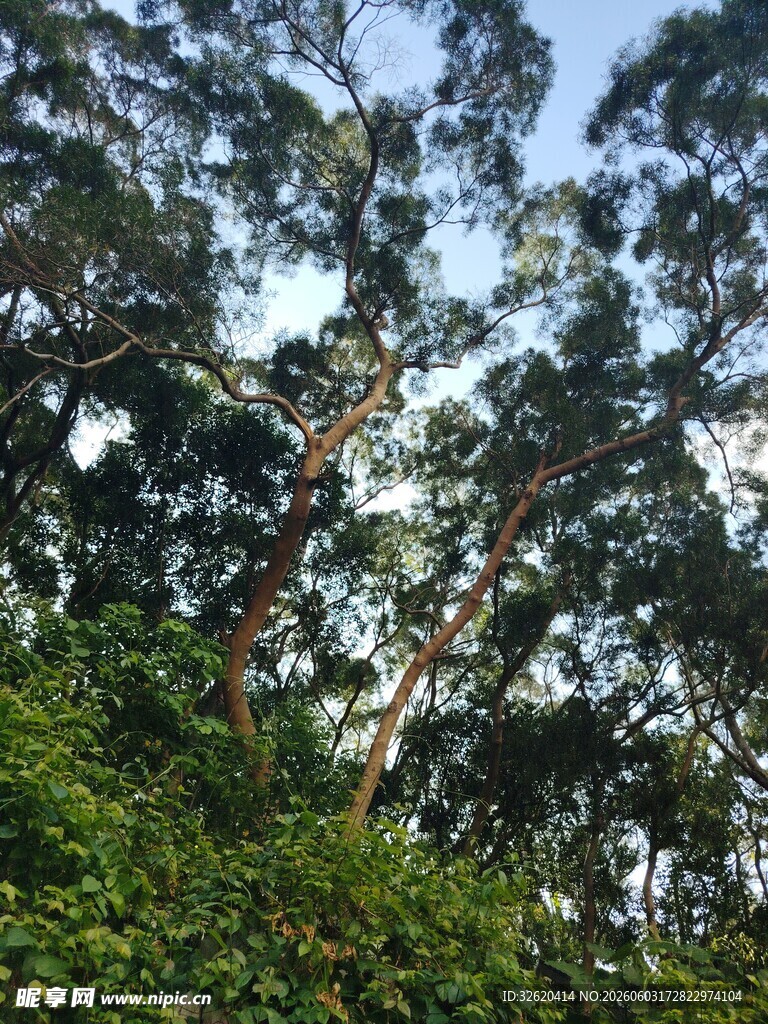 茂密树林中的高大树木