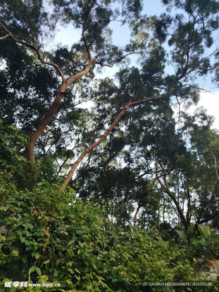 茂密树林中的高大树木