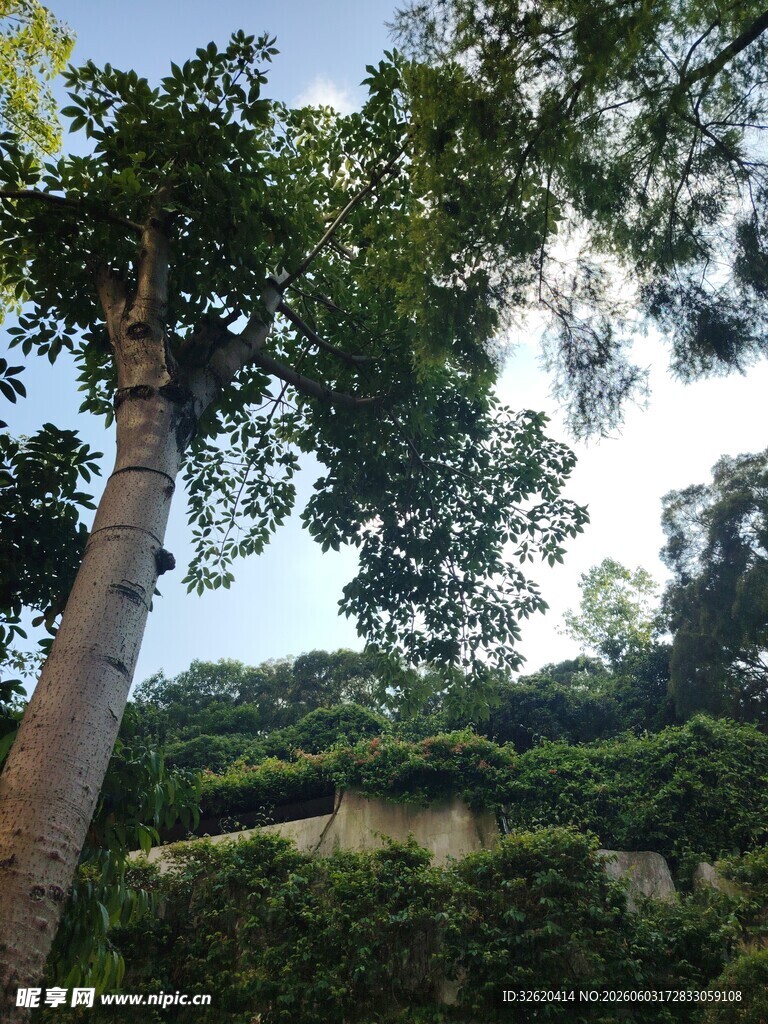 茂密树林中的高大树木