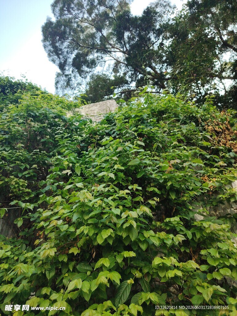绿意盎然的繁茂植物墙
