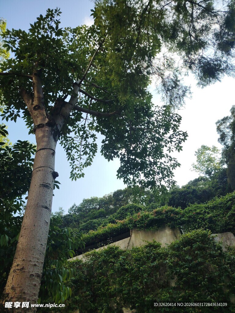 高大树木与繁茂绿植景象