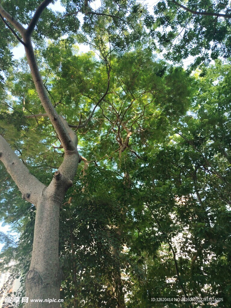 繁茂绿树