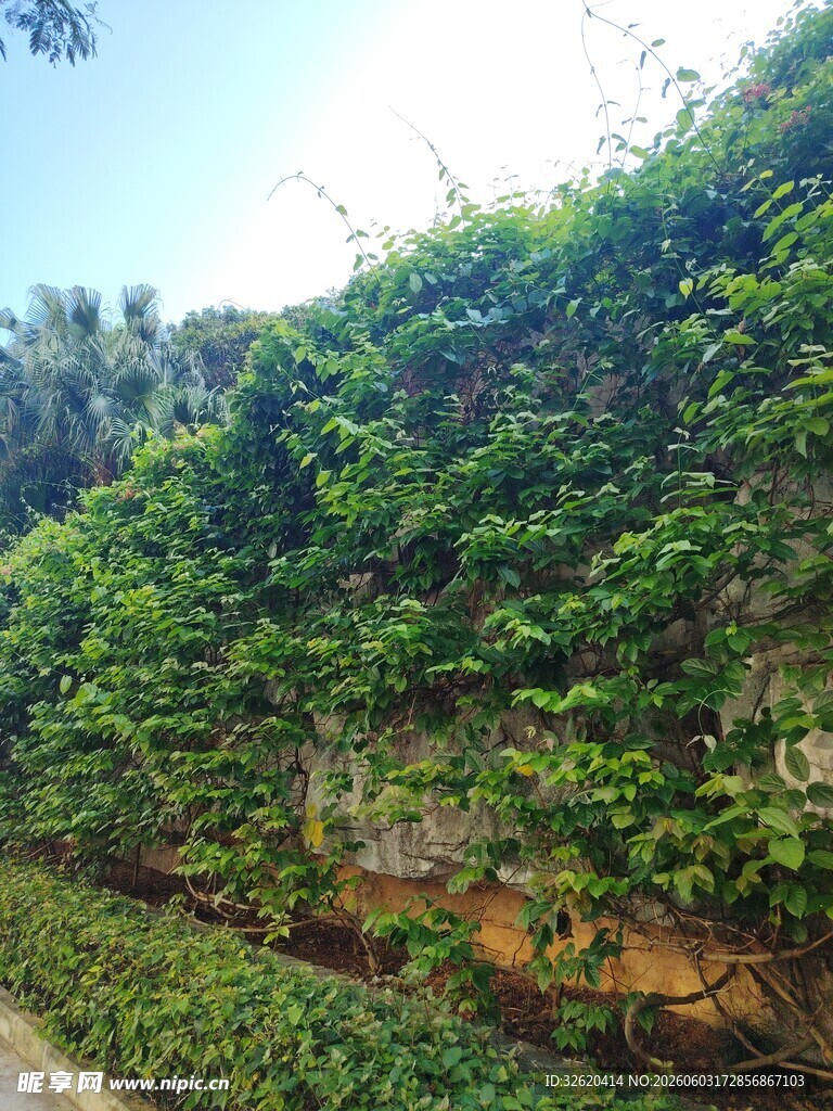 绿意盎然的攀援植物墙