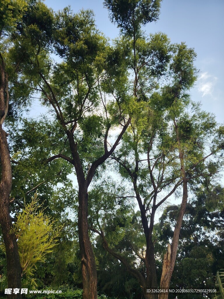茂密树林中的高大树木