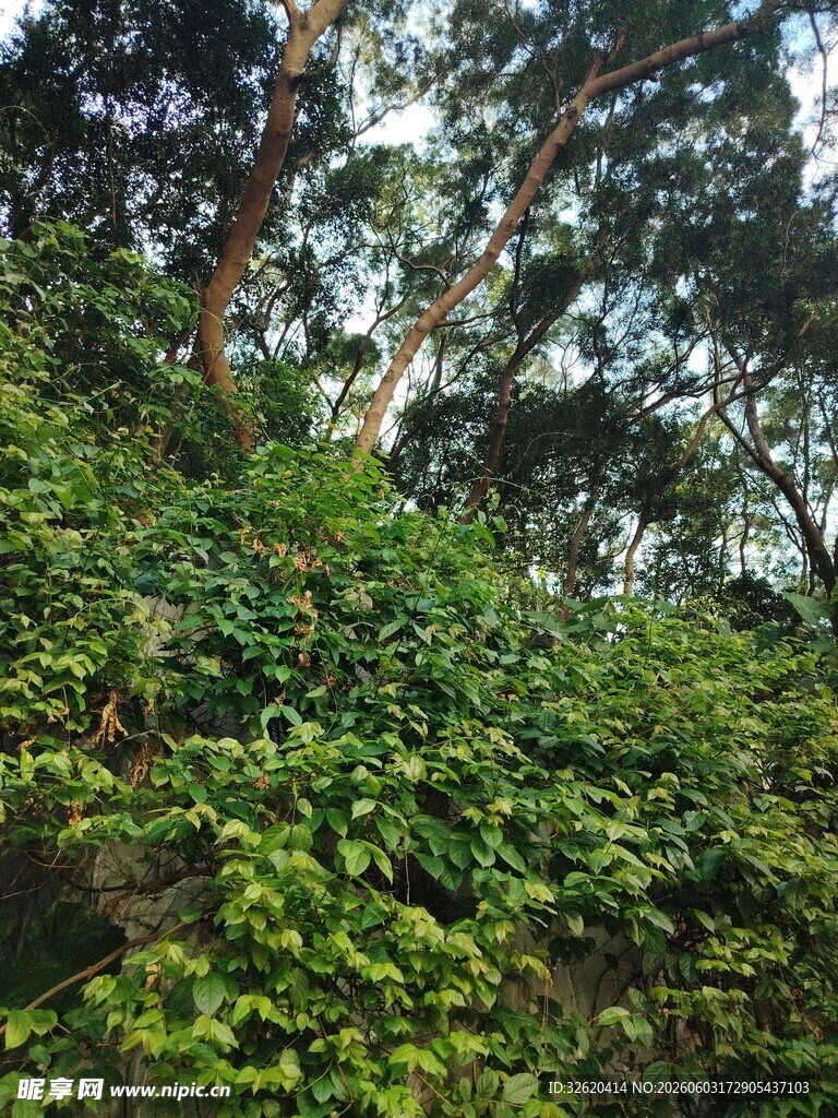 繁茂绿植覆盖的林间景象