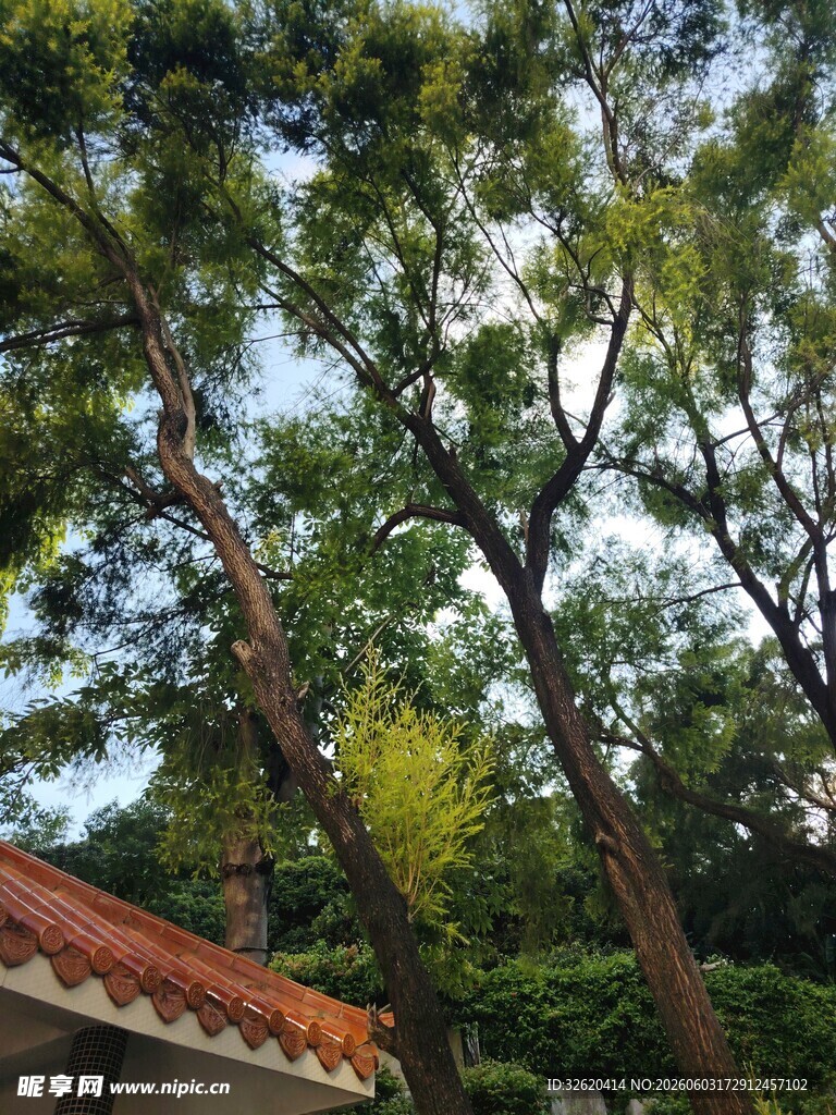 绿树红瓦下的自然景致