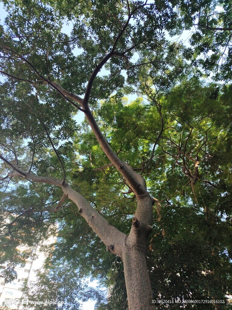仰视繁茂大树枝叶