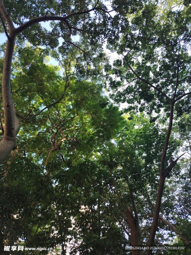 茂密树林绿意盎然