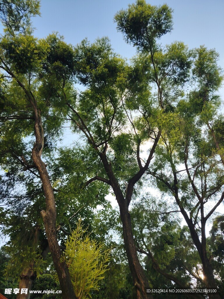 茂密树林中的高大树木