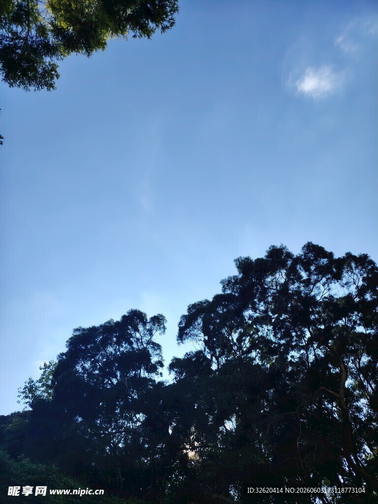 仰视蓝天与茂密树林
