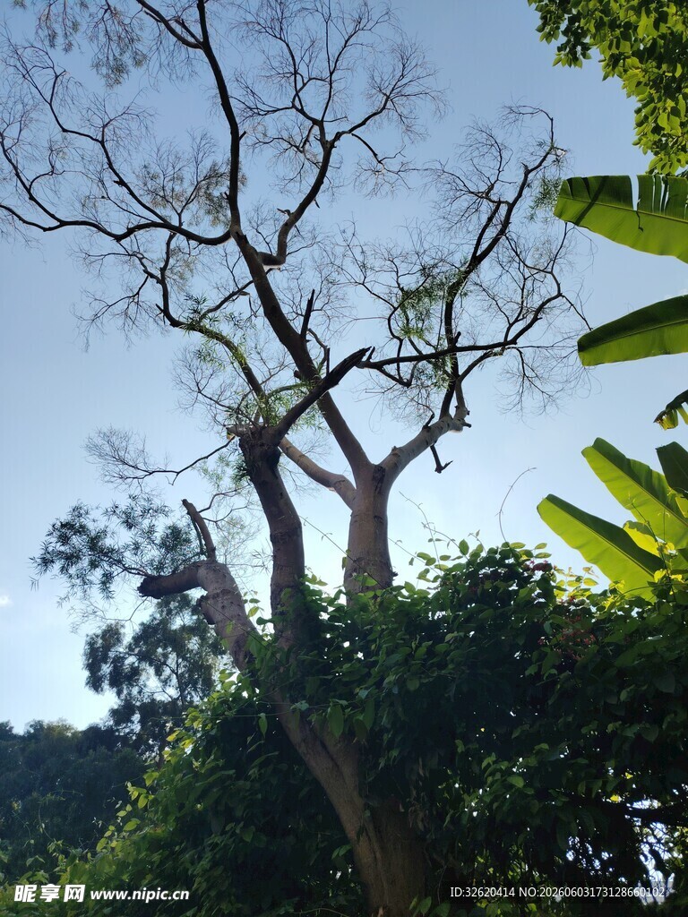 枯树立于葱郁绿植间