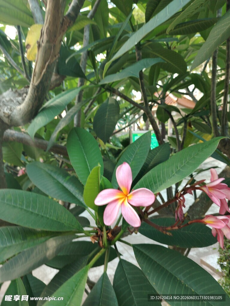 娇艳鸡蛋花绽放绿叶间