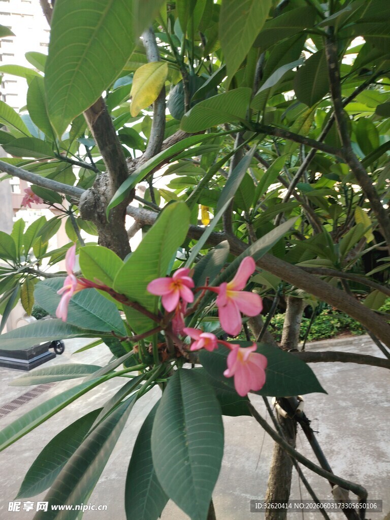 娇艳粉色花朵绽放枝头