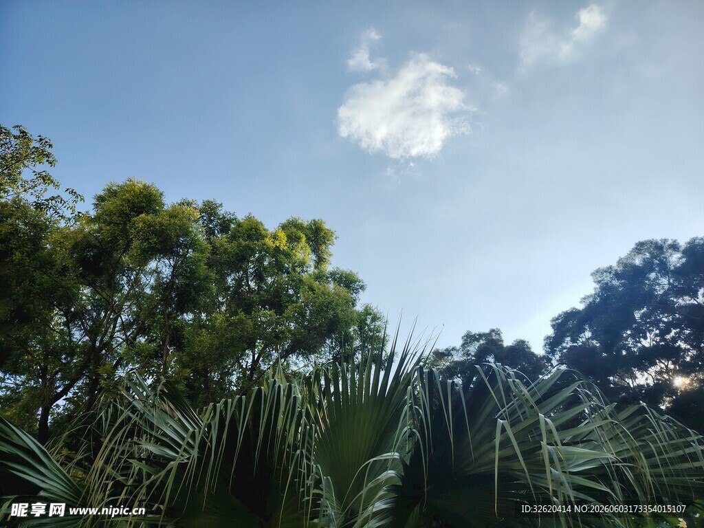 蓝天绿树间的清新景致
