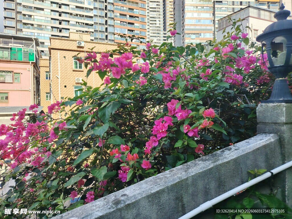 盛放的艳丽花卉