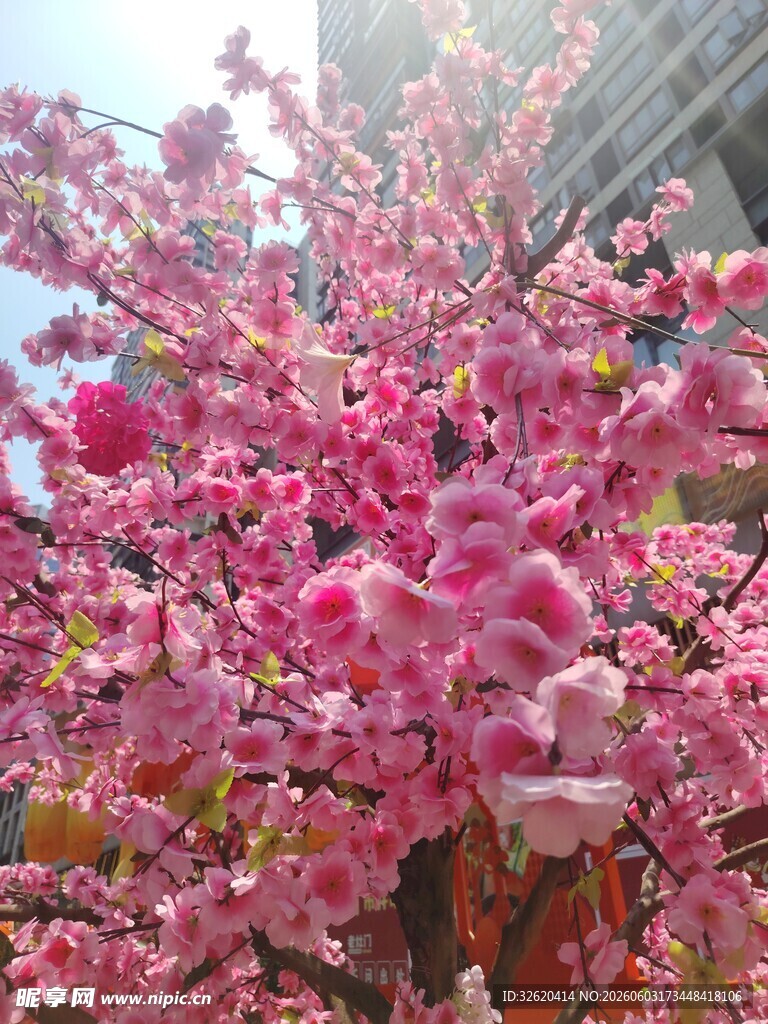 盛开的粉色繁花