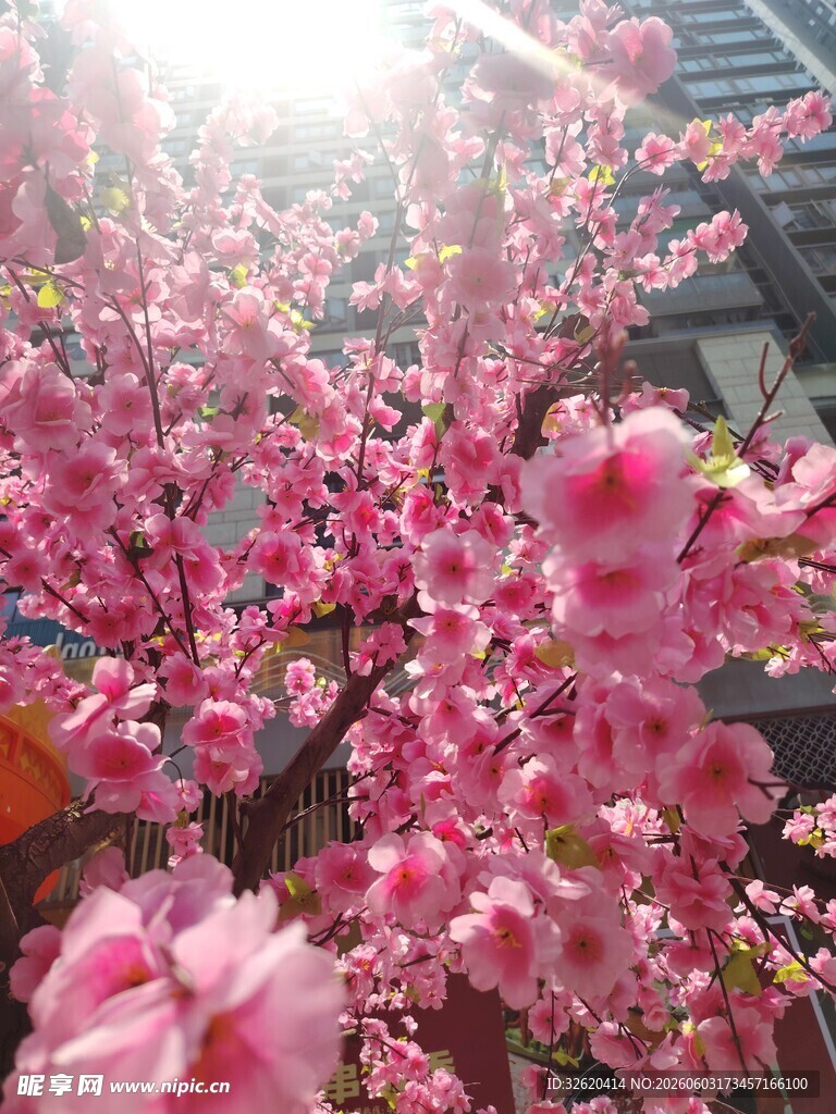 春日烂漫盛开的粉嫩桃花