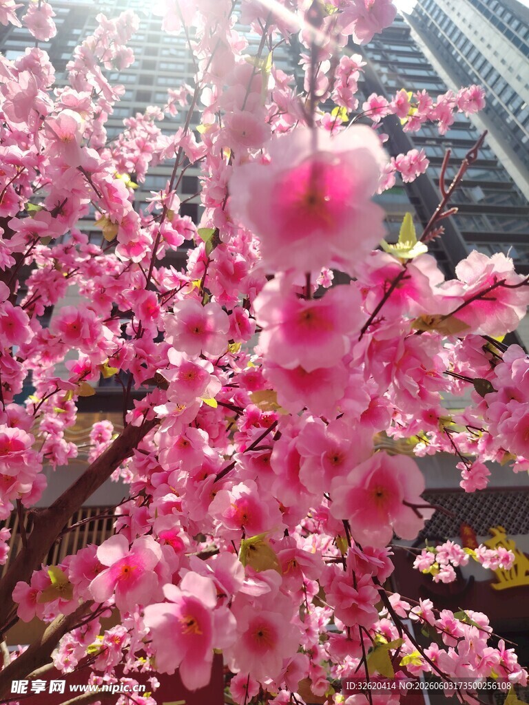 春日烂漫盛开的娇艳桃花