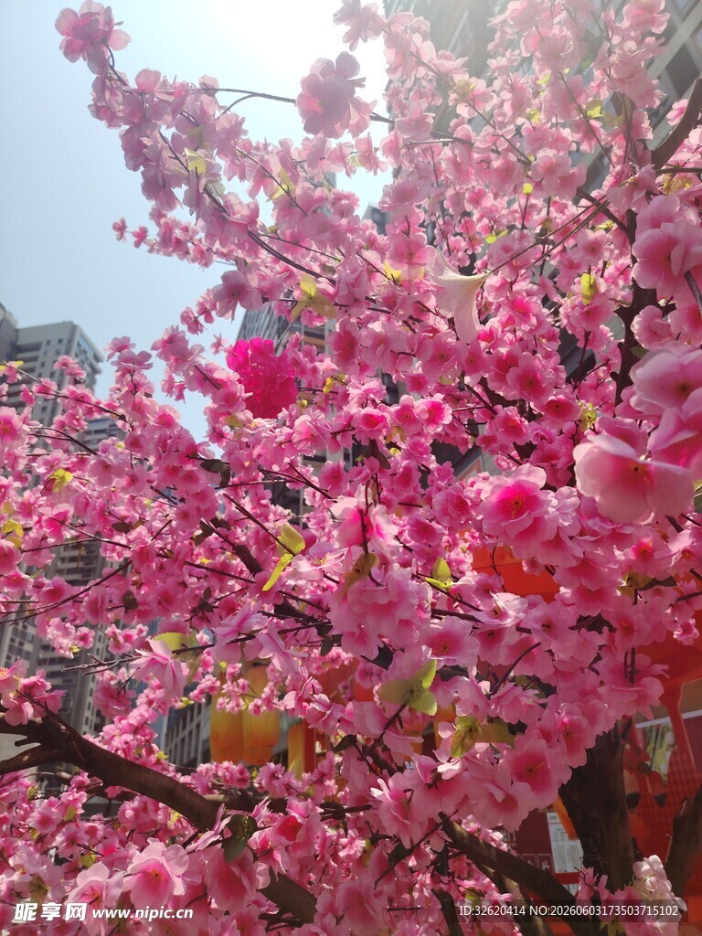 盛开的粉色繁花美景