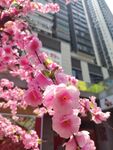 城市中绽放的娇艳粉樱花