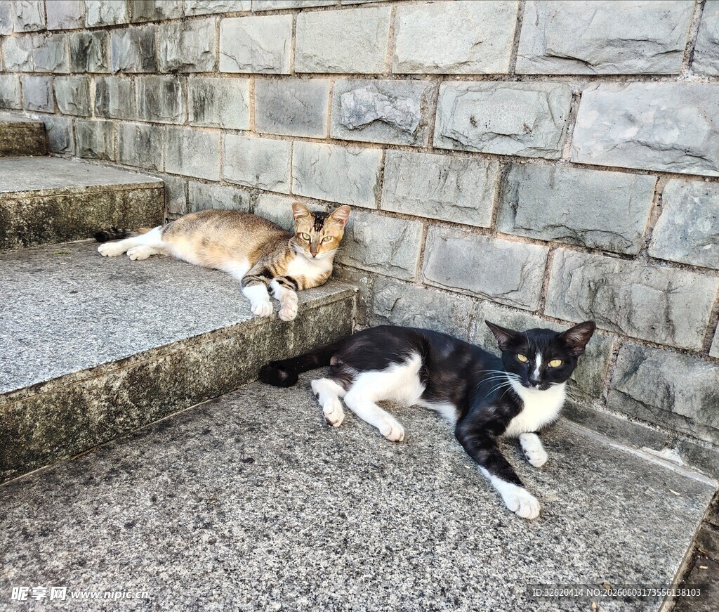 黑白猫 黄猫 