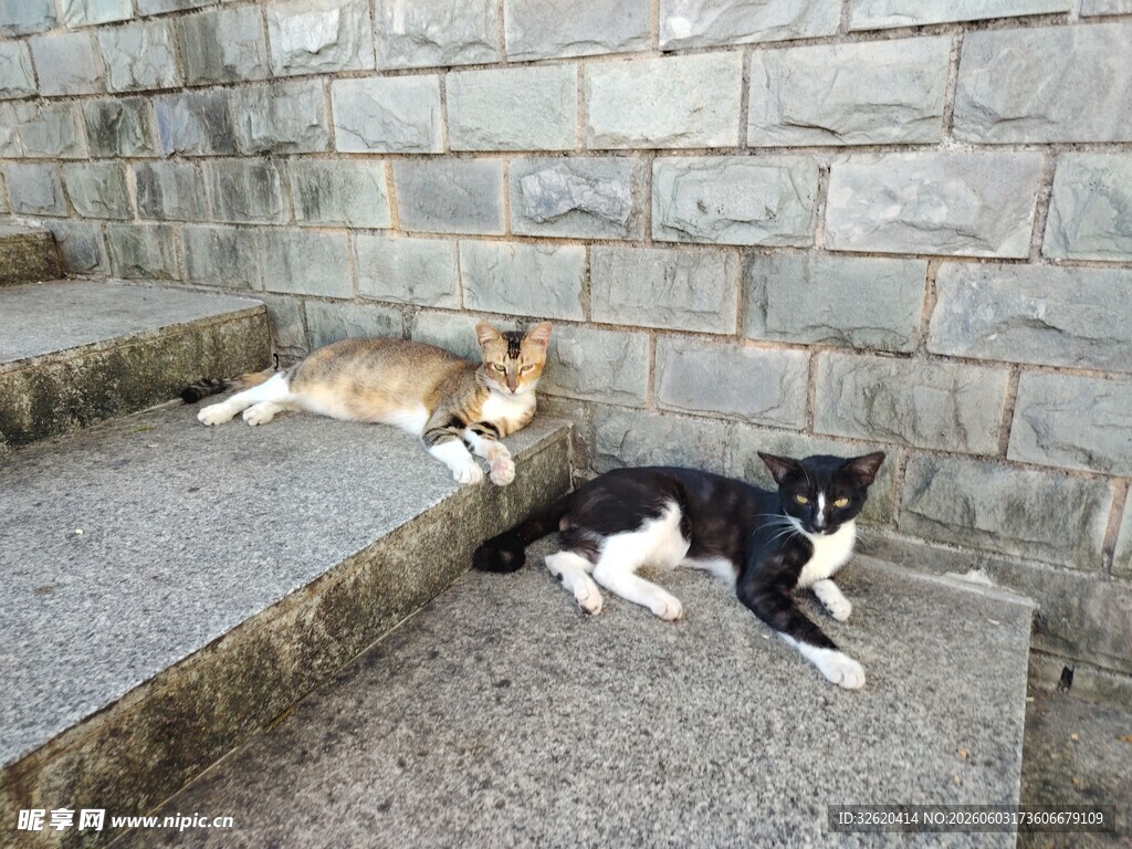 两只猫咪