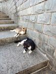 黑白猫 黄猫