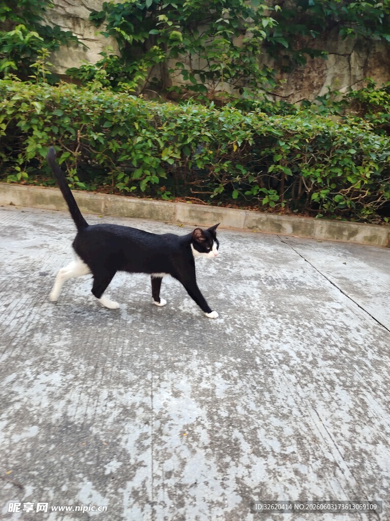 黑猫