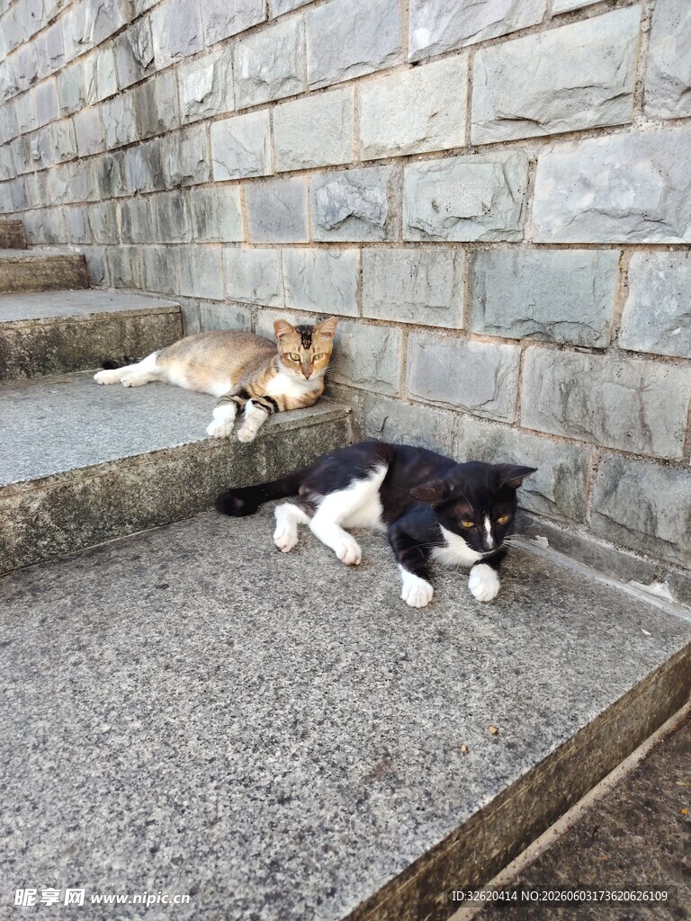 黑白猫 黄猫 