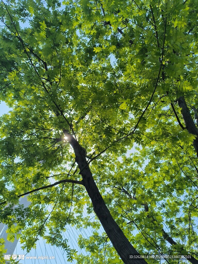 仰视葱郁绿树蓝天景象