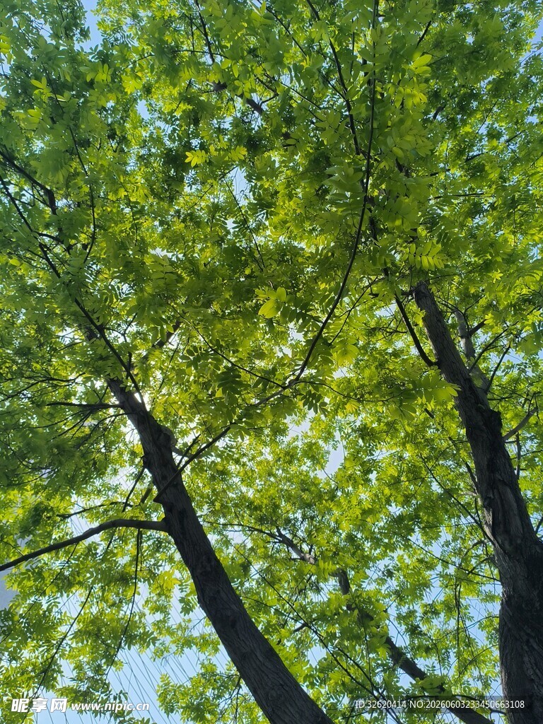 仰视葱郁树木景致